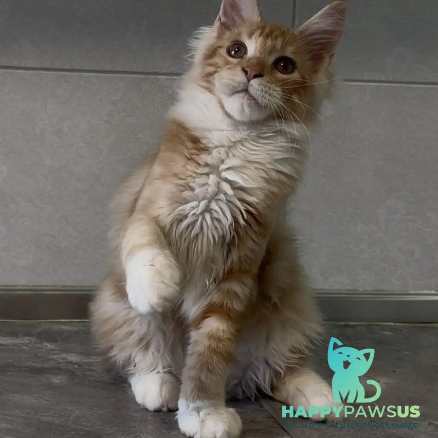 Adam Maine Coon male red with white - live animals