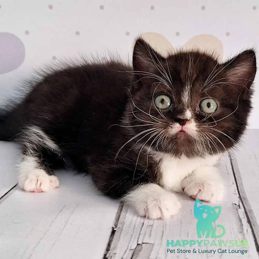 Adam Scottish Straight male black silver bicolour - live animals