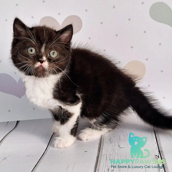 Adam Scottish Straight male black silver bicolour - live animals