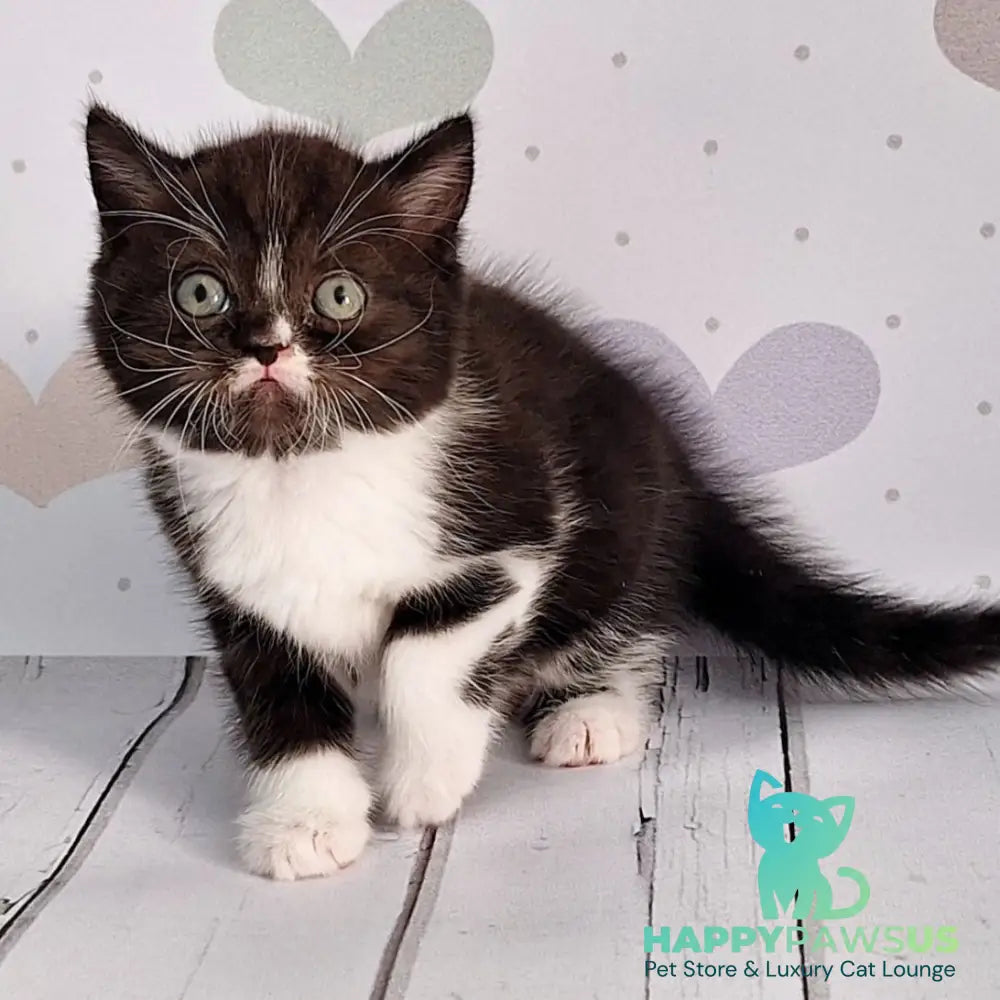 Adam Scottish Straight male black silver bicolour - live animals