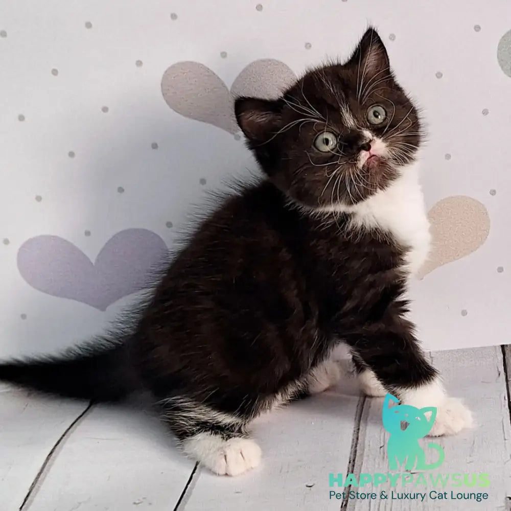 Adam Scottish Straight male black silver bicolour - live animals