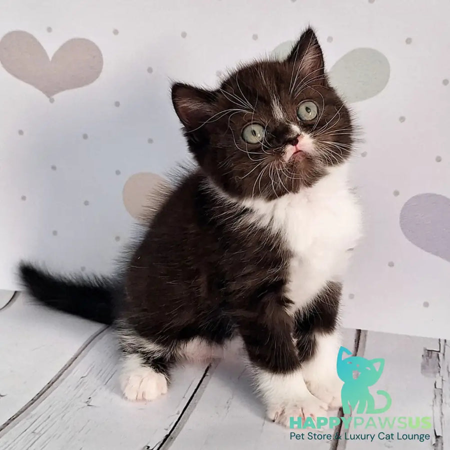 Adam Scottish Straight male black silver bicolour - live animals