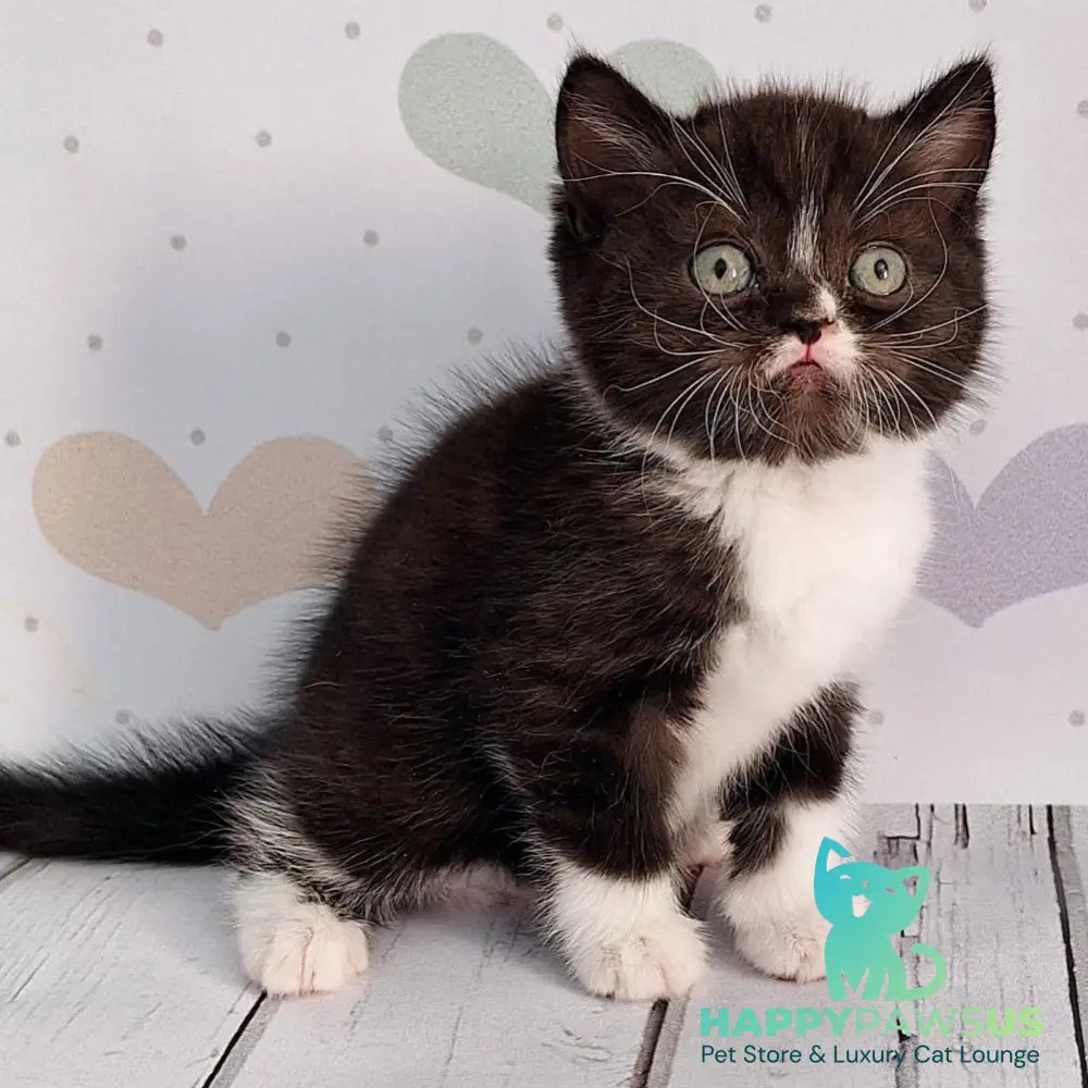 Adam Scottish Straight male black silver bicolour - live animals