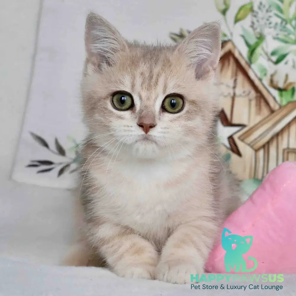 Addy British Shorthair male blue golden chinchilla - live animals