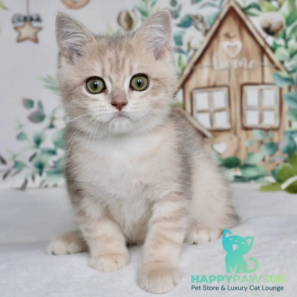 Addy British Shorthair male blue golden chinchilla - live animals