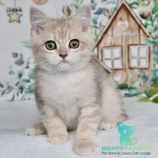 Addy British Shorthair male blue golden chinchilla - live animals