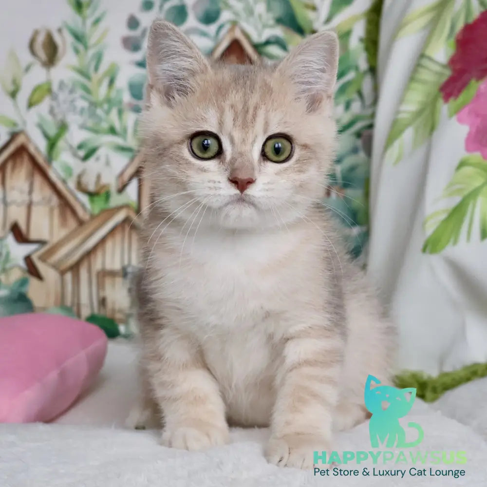 Addy British Shorthair male blue golden chinchilla - live animals