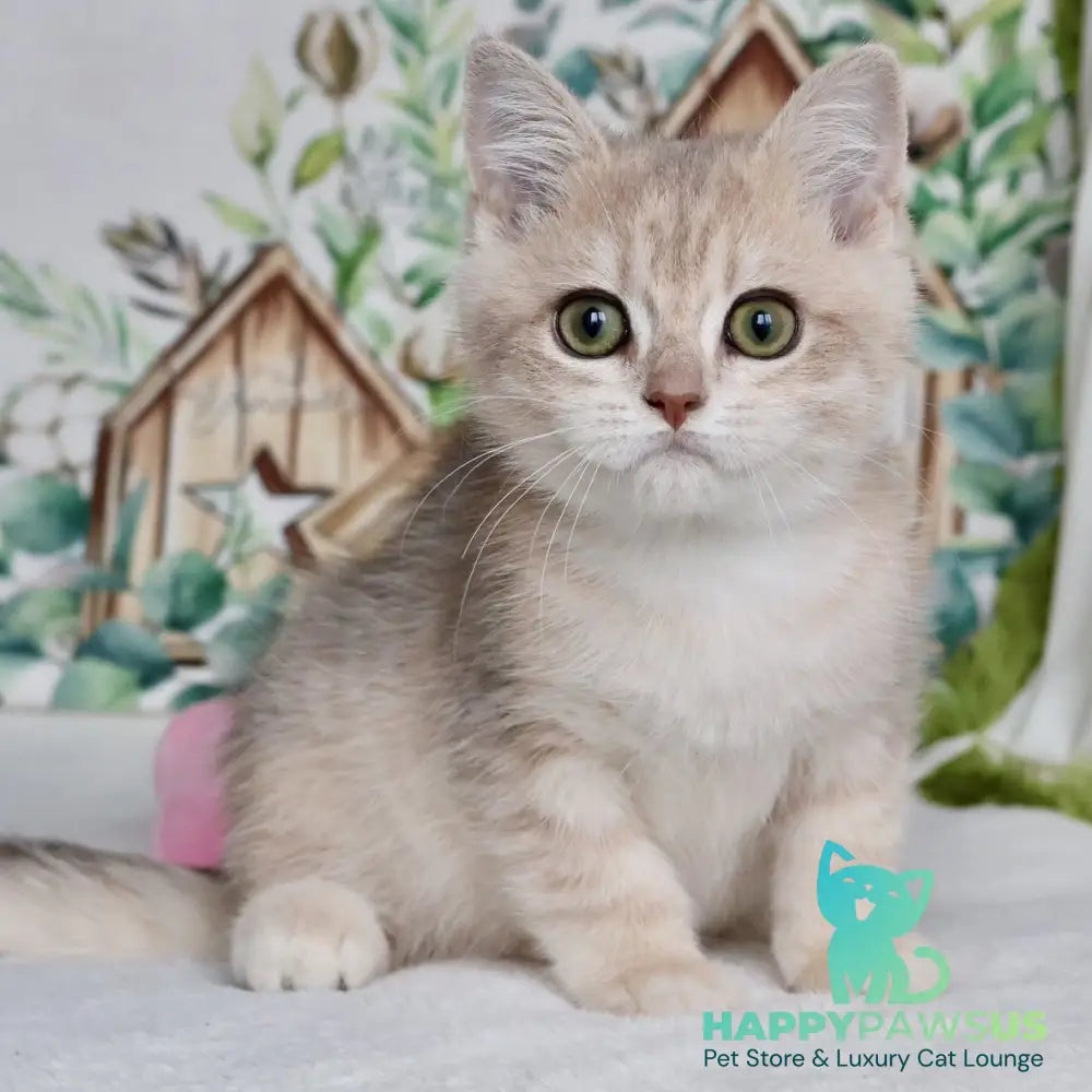 Addy British Shorthair male blue golden chinchilla - live animals