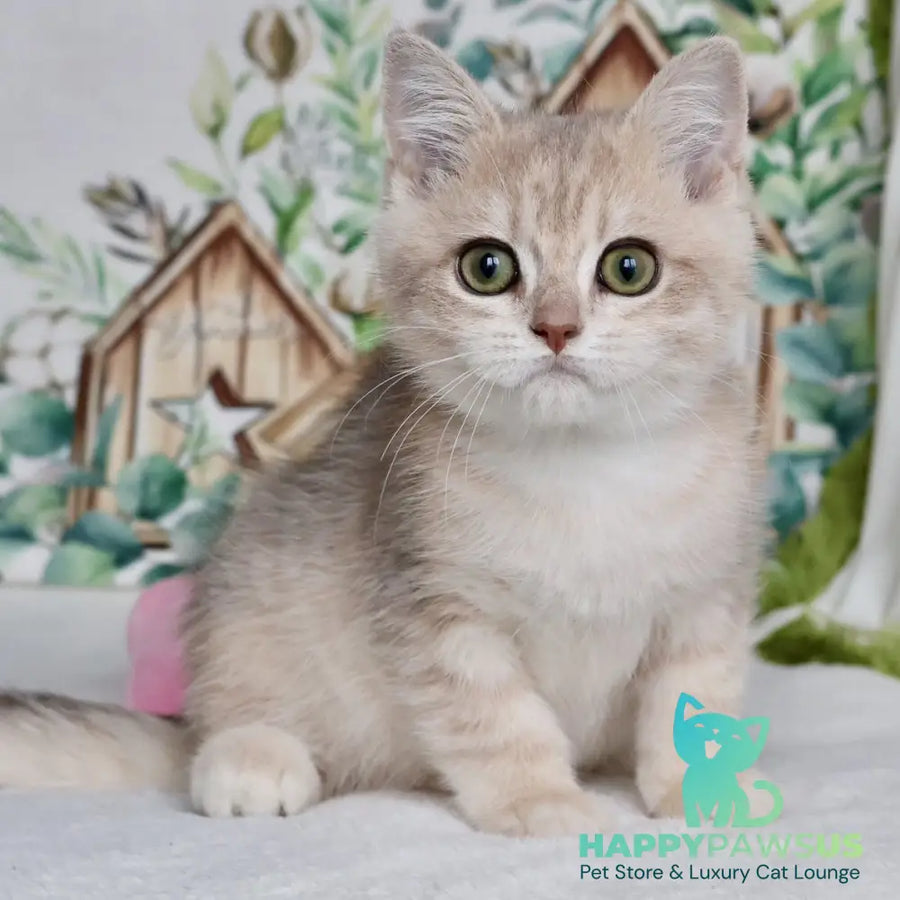 Addy British Shorthair male blue golden chinchilla - live animals