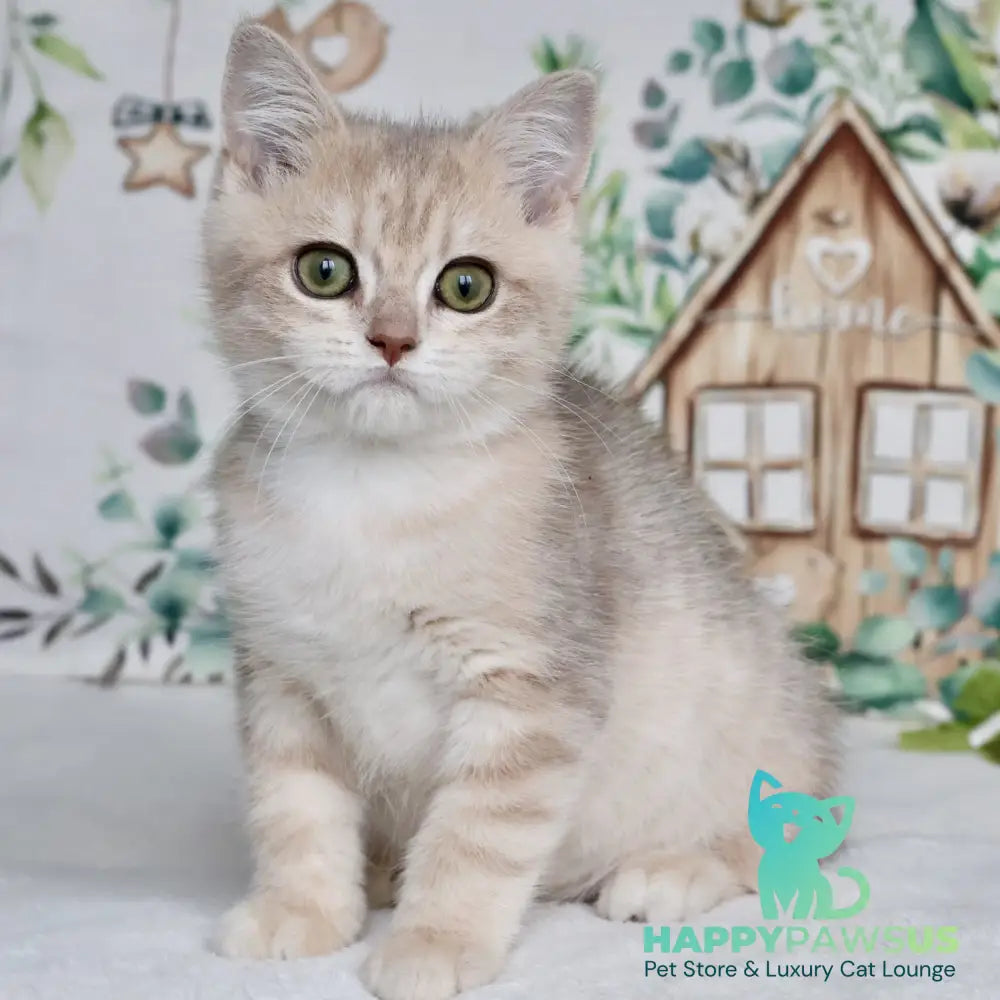 Addy British Shorthair male blue golden chinchilla - live animals