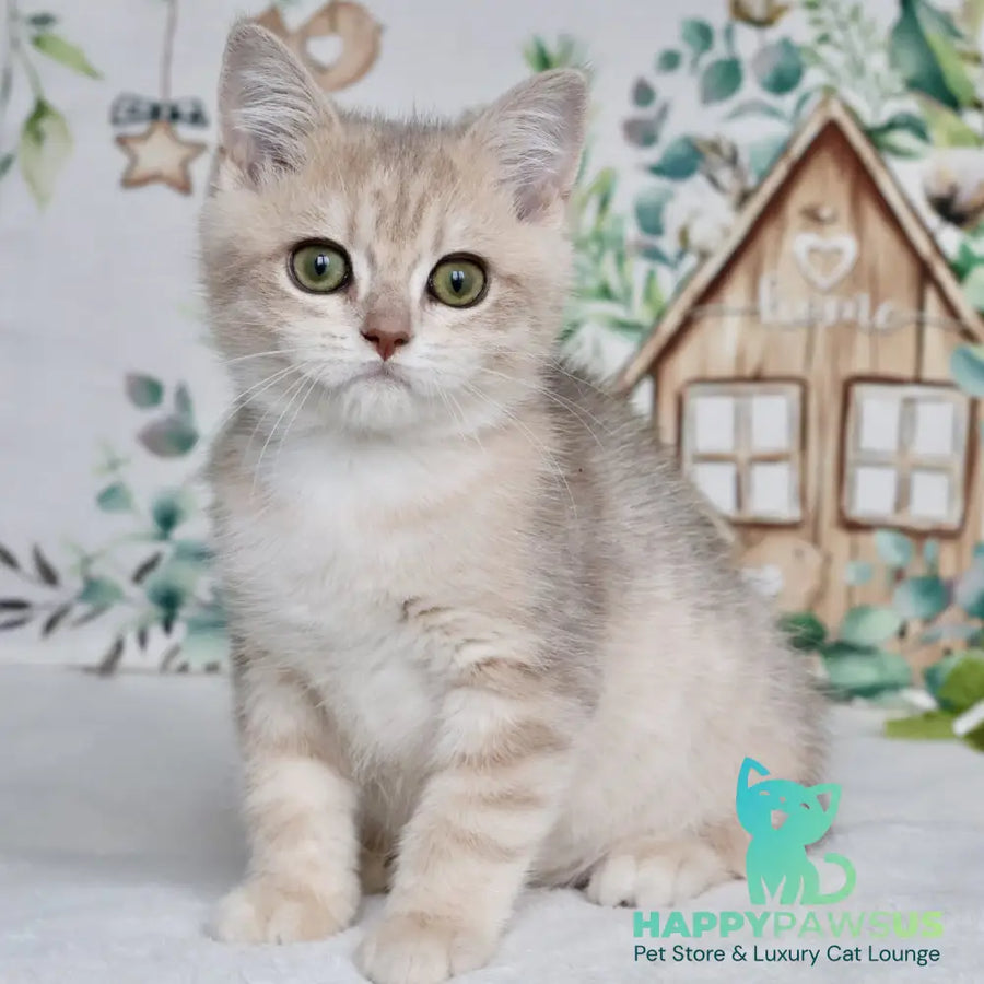 Addy British Shorthair male blue golden chinchilla - live animals