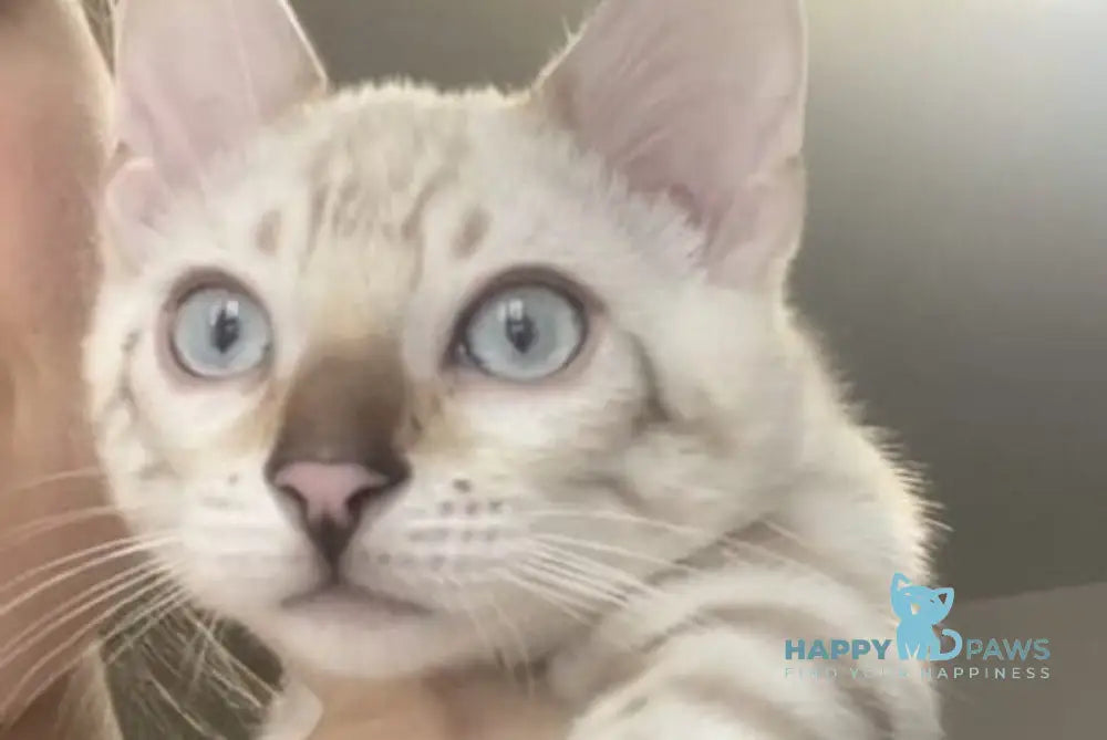 Adel Bengal female seal spotted tabby pointed live animals