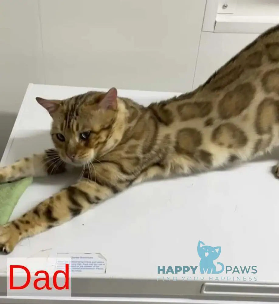 Adel Bengal female seal spotted tabby pointed live animals