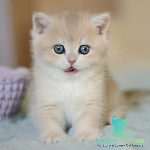 Adel British Shorthair female blue golden chinchilla - live animals