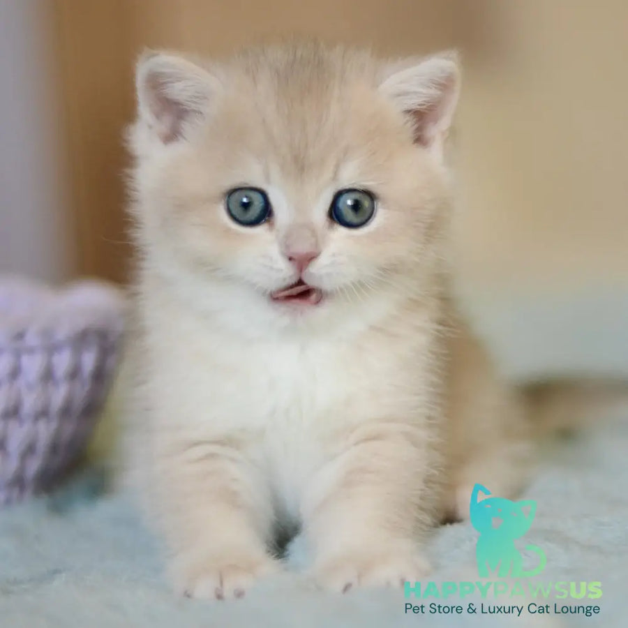 Adel British Shorthair female blue golden chinchilla - live animals