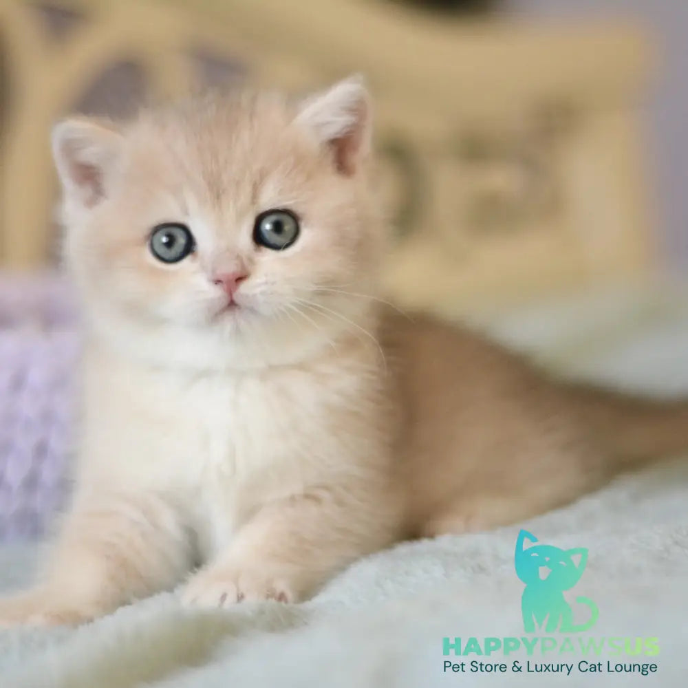 Adel British Shorthair female blue golden chinchilla - live animals
