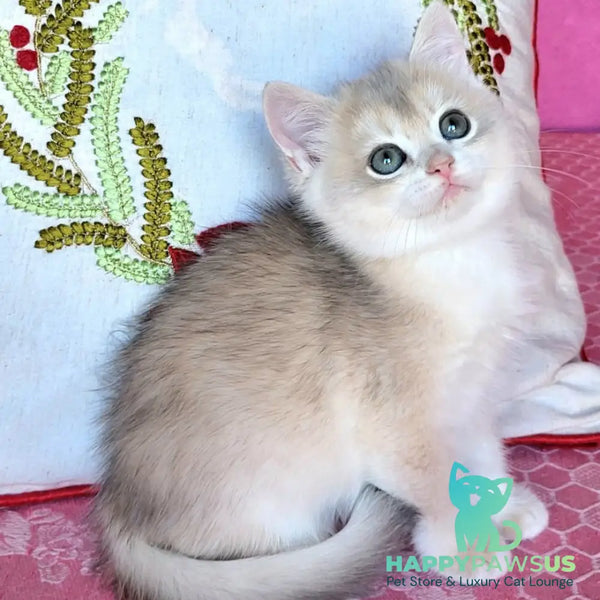 Adel British Shorthair female blue golden chinchilla - live animals