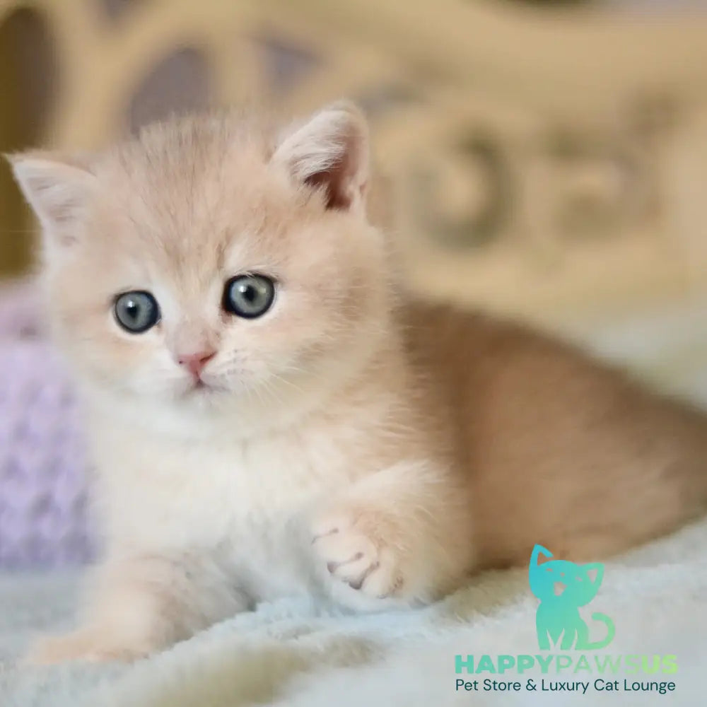 Adel British Shorthair female blue golden chinchilla - live animals
