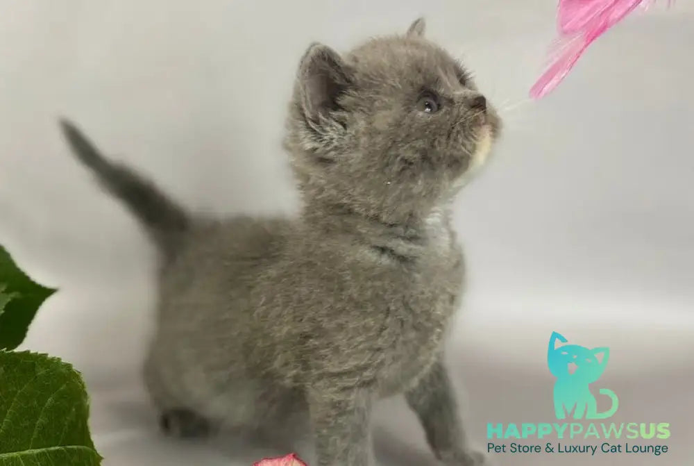 Adel British Shorthair female blue with white - live animals
