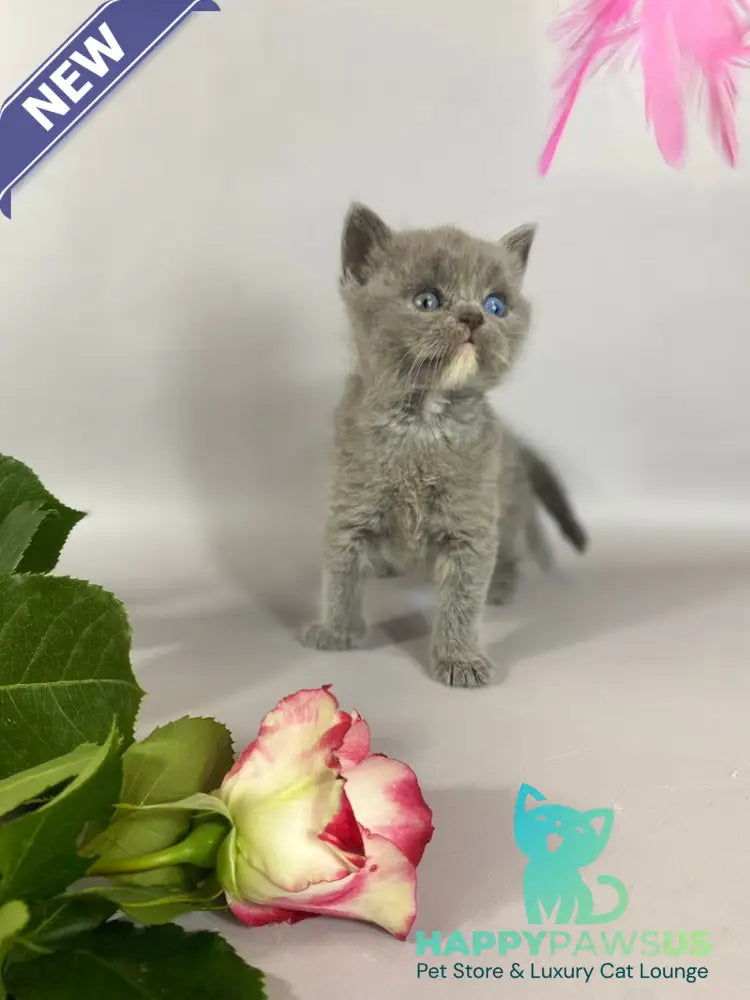 Adel British Shorthair female blue with white - live animals