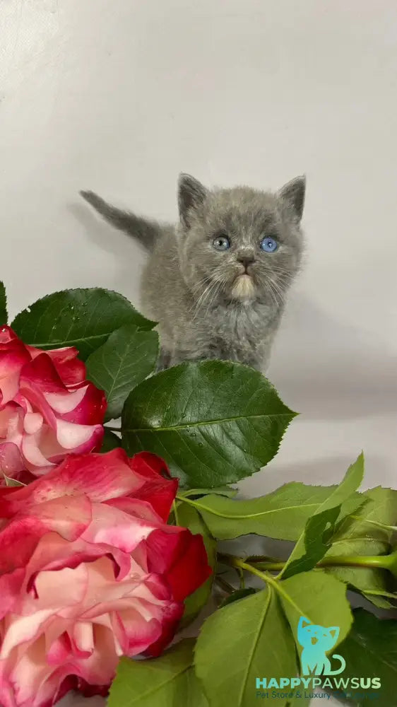 Adel British Shorthair female blue with white - live animals