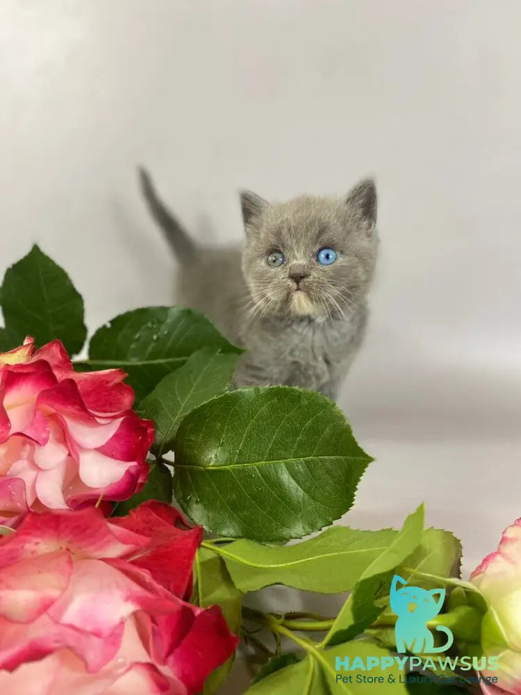 Adel British Shorthair female blue with white - live animals
