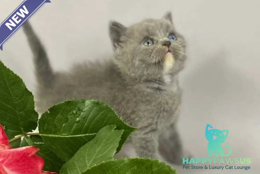 Adel British Shorthair female blue with white - live animals
