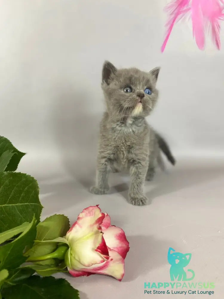 Adel British Shorthair female blue with white - live animals