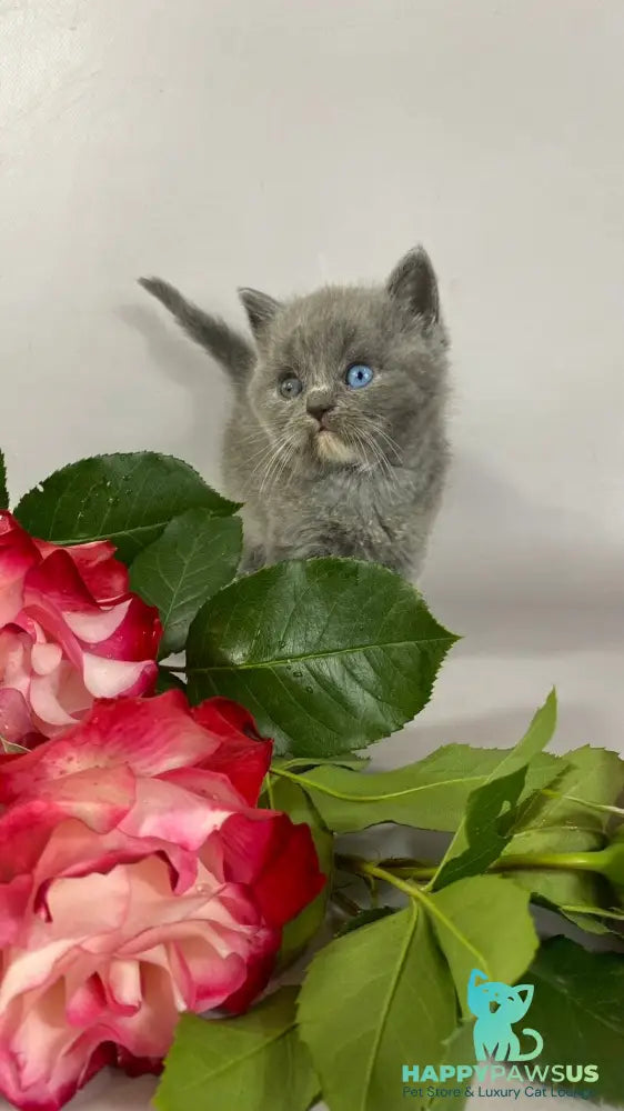 Adel British Shorthair female blue with white - live animals