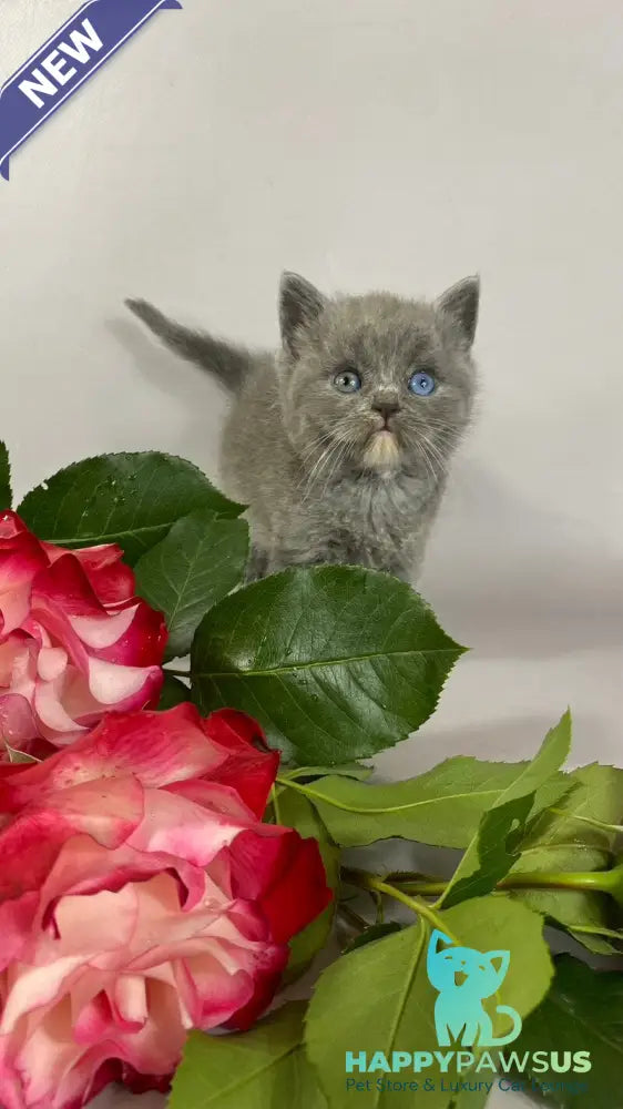 Adel British Shorthair female blue with white - live animals