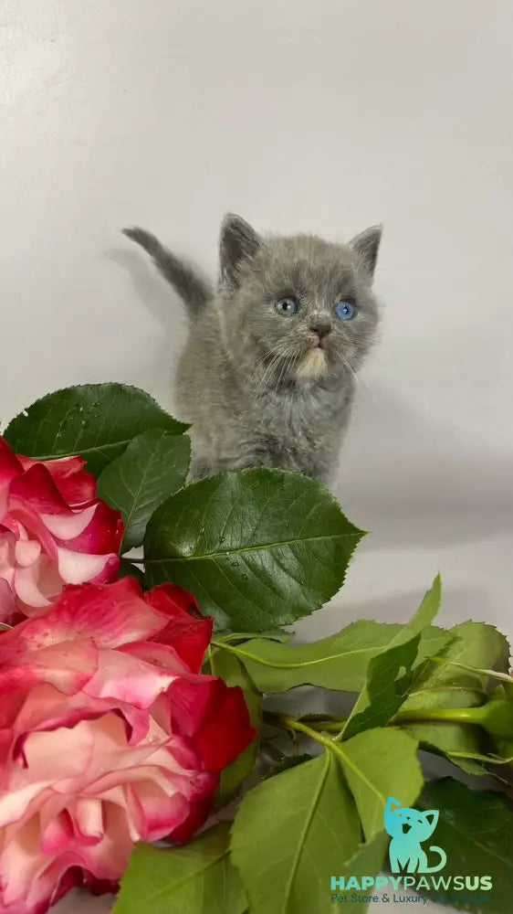 Adel British Shorthair female blue with white - live animals