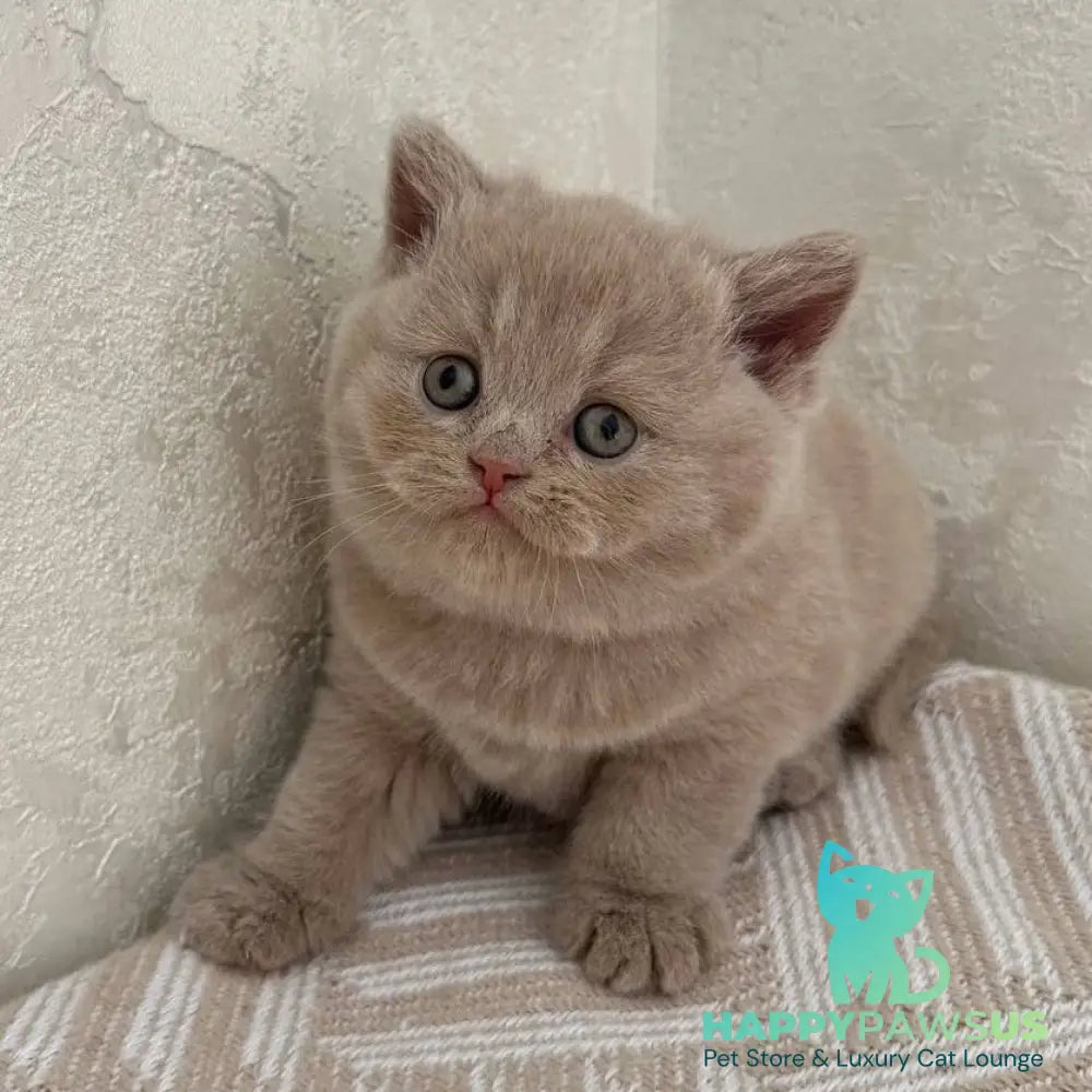 Adel British Shorthair female fawn - live animals