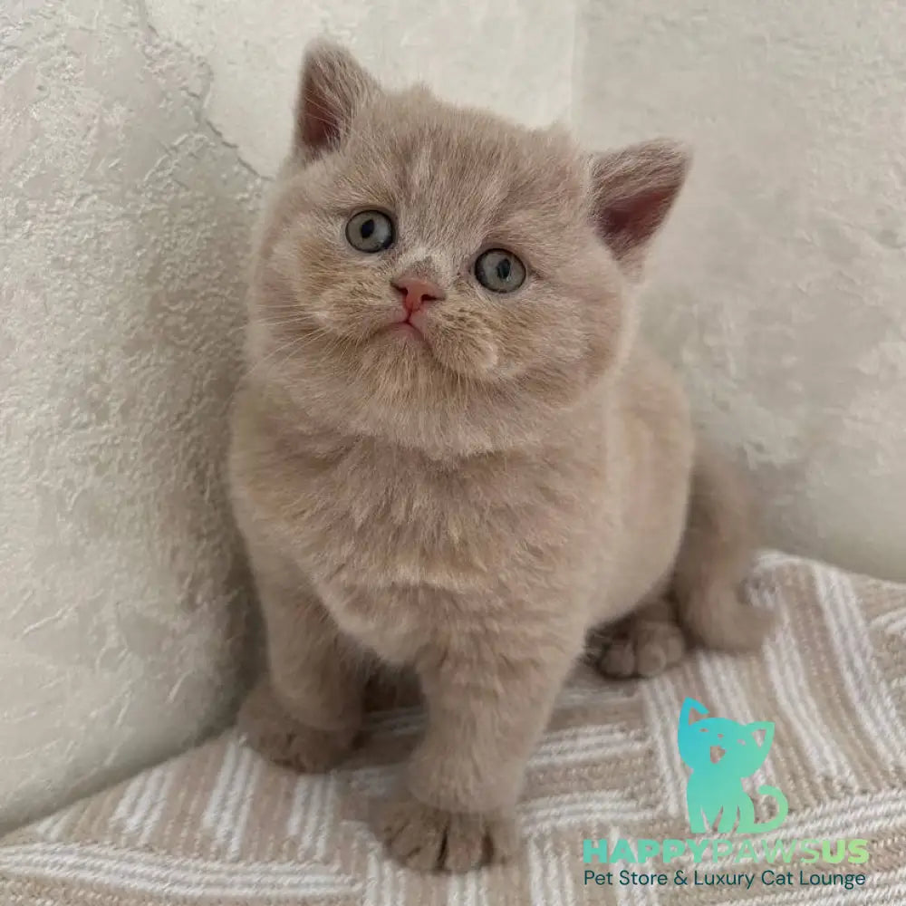 Adel British Shorthair female fawn - live animals