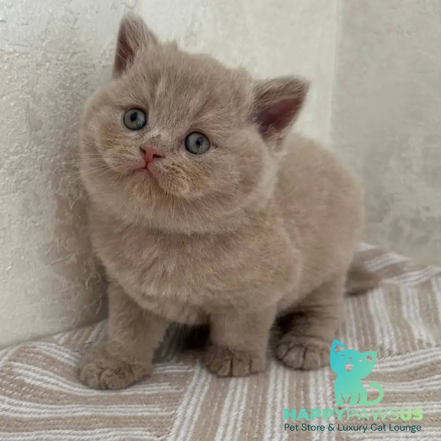 Adel British Shorthair female fawn - live animals