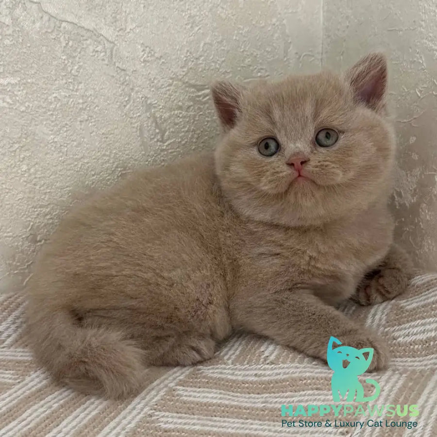 Adel British Shorthair female fawn - live animals