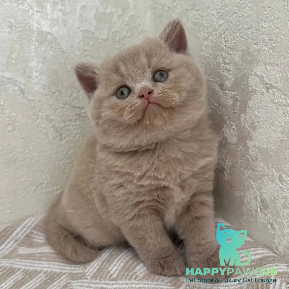 Adel British Shorthair female fawn - live animals