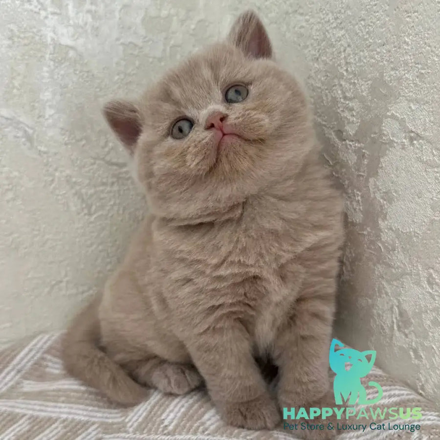 Adel British Shorthair female fawn - live animals