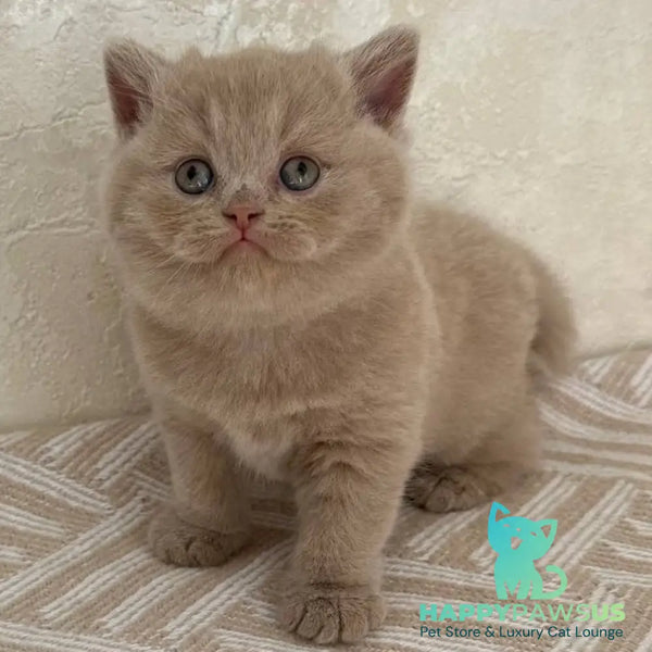 Adel British Shorthair female fawn - live animals