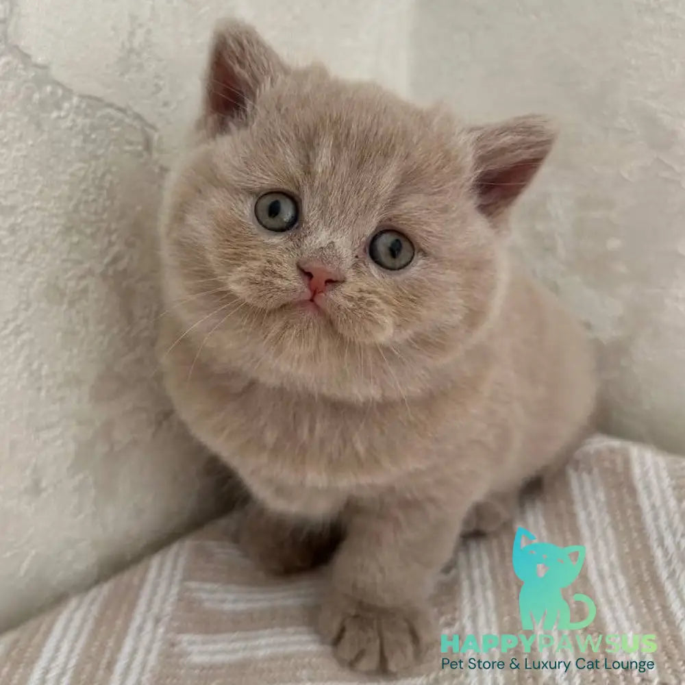 Adel British Shorthair female fawn - live animals