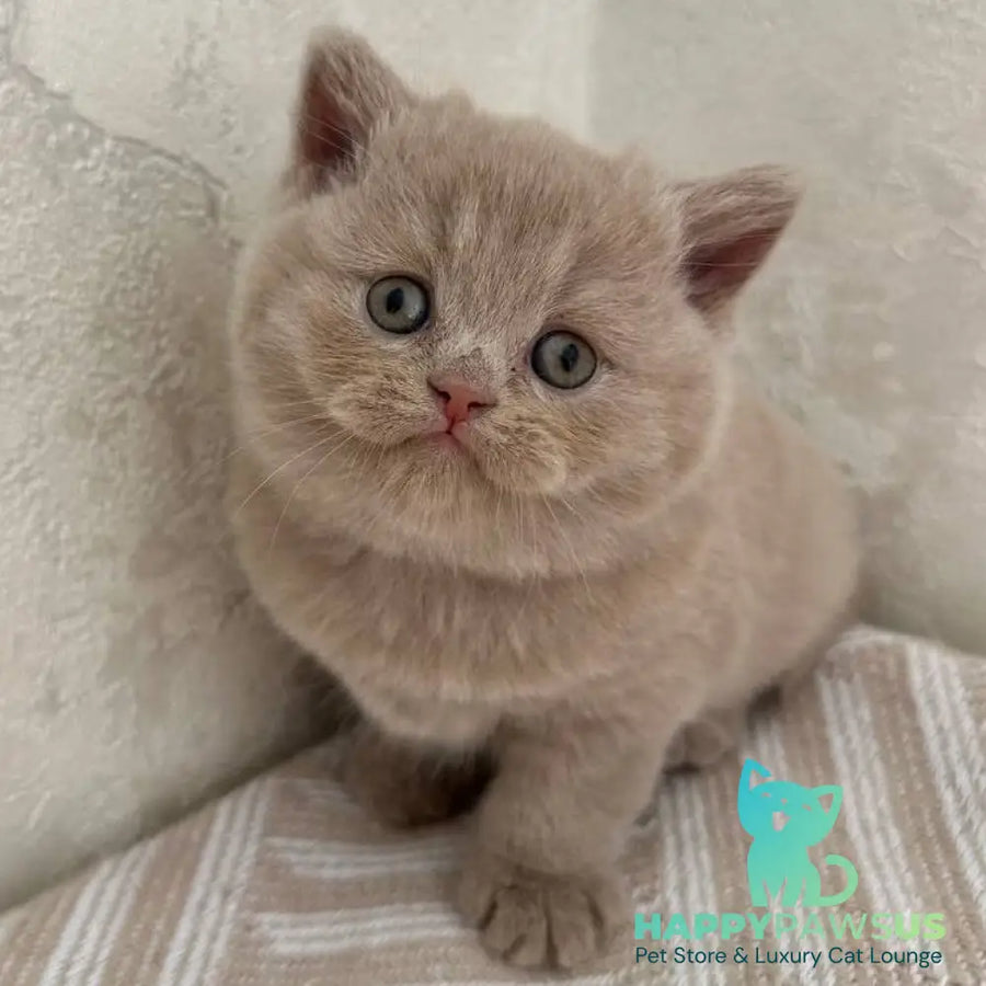 Adel British Shorthair female fawn - live animals