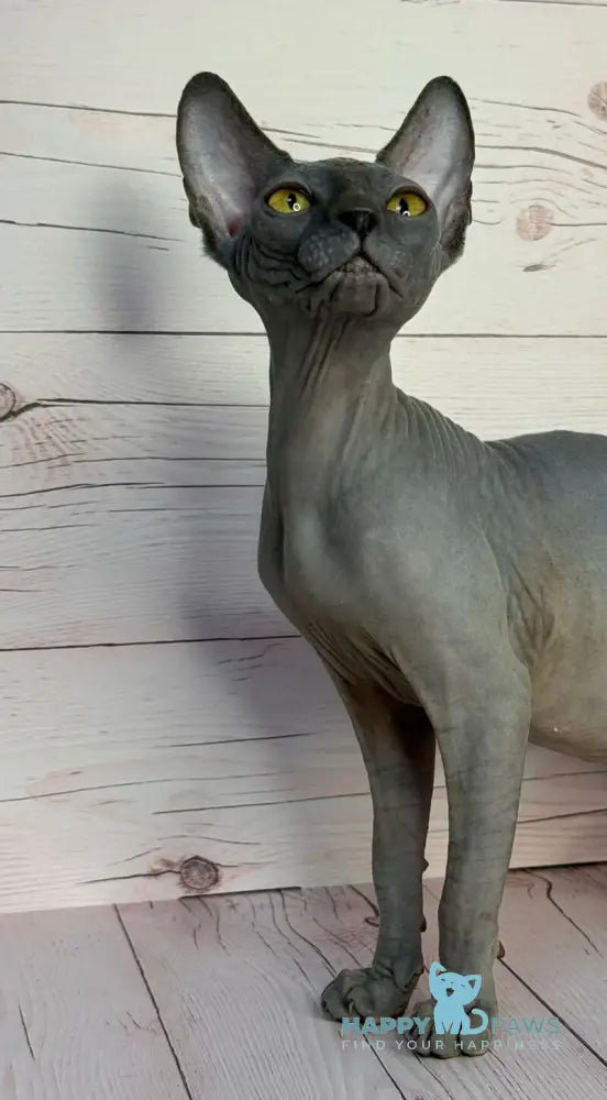 Adel Canadian Sphynx male blue live animals