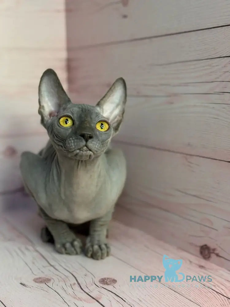 Adel Canadian Sphynx male blue live animals