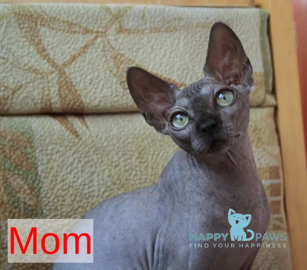 Adel Canadian Sphynx male blue live animals