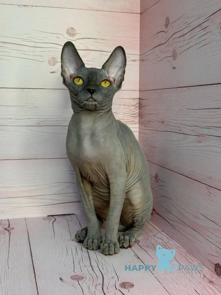 Adel Canadian Sphynx male blue live animals