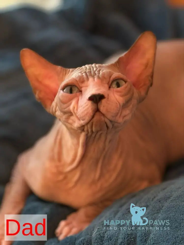 Adel Canadian Sphynx male blue live animals