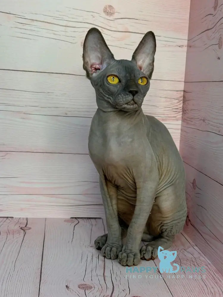 Adel Canadian Sphynx male blue live animals