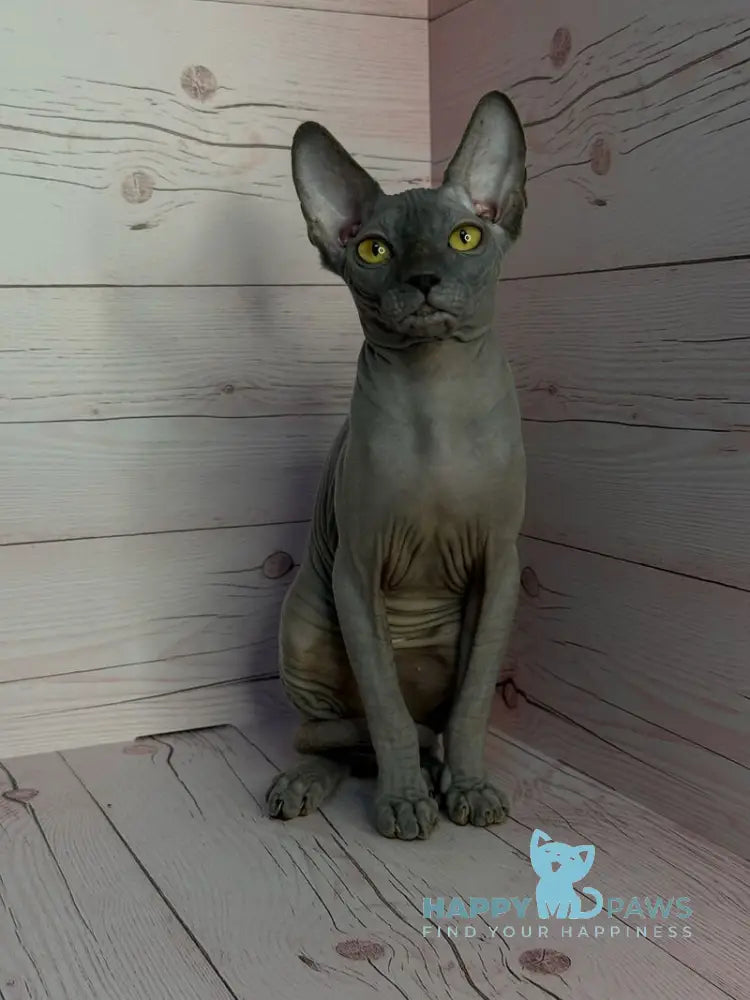 Adel Canadian Sphynx male blue live animals
