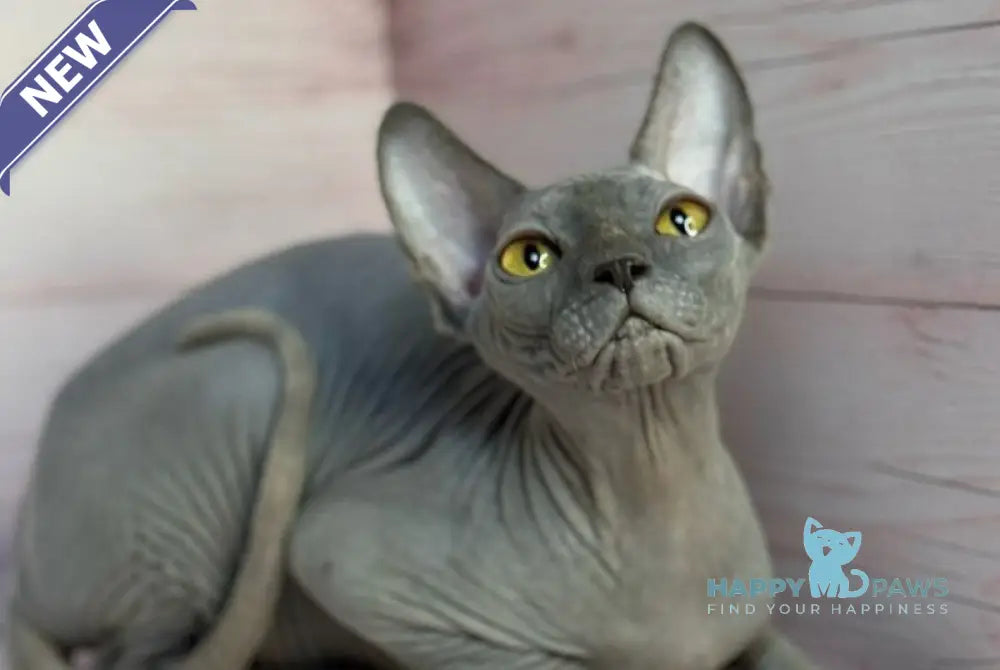 Adel Canadian Sphynx male blue live animals