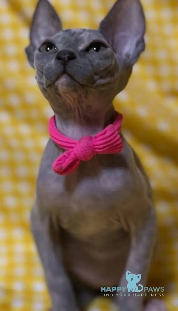 Adel Elf female blue tortie - live animals