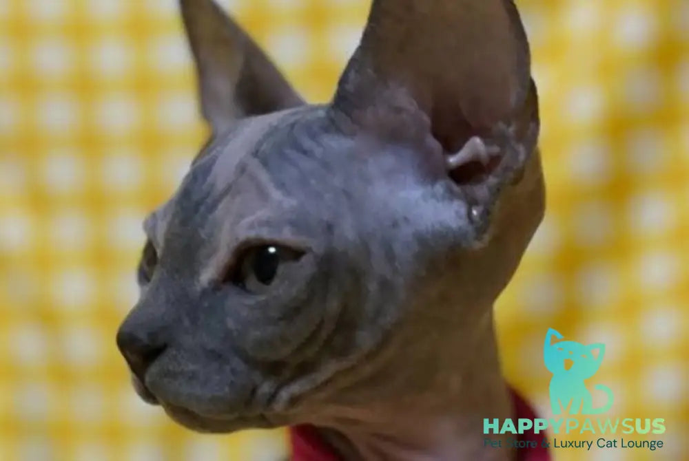 Adel Elf female blue tortie - live animals